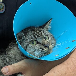 急募！交通事故に遭ったサバトラ君１４日リリース