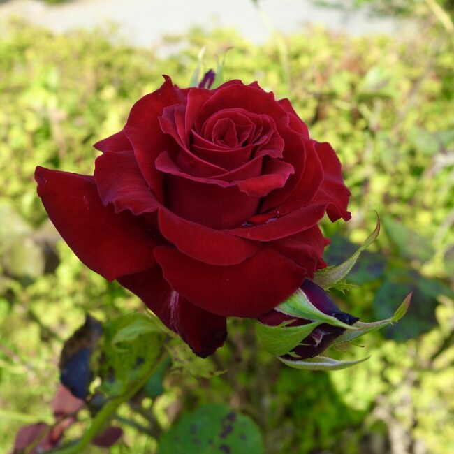 ひまわり　のカバー写真