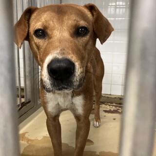 殺処分対象❗️収容期限9/16迄❗️延長なし