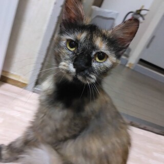 半長毛サビ　慣れ慣れ☆渚ちゃん