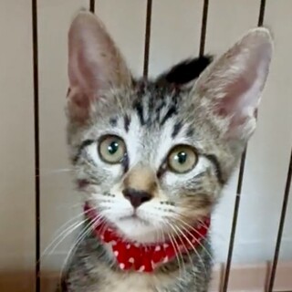 人も猫も大好き懐こくて甘え子アメショ柄メル姫