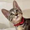 人も猫も大好き懐こくて甘え子アメショ柄メル姫 サムネイル3