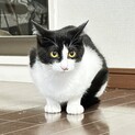 なでなで大好きあんころもち