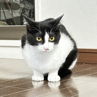 なでなで大好きあんころもち