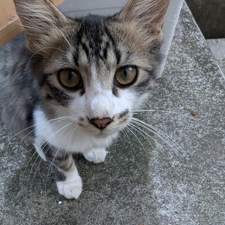 サバ白　5月生まれのオス3兄弟