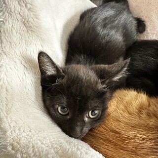 お膝大好き！だっこ大好き！超絶甘えんぼ！政くん