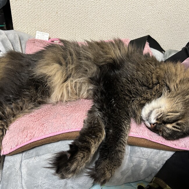 清作玉子のカバー写真