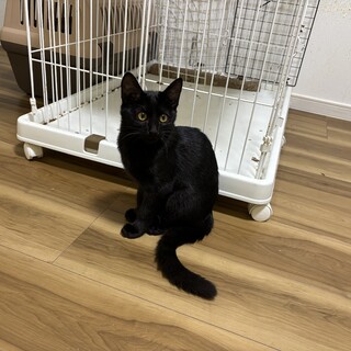 推定2025年6月生まれ黒男の子
