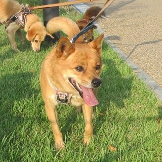 人が大好き！表情豊かな愛嬌者、やや短足のトキ君