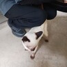 【11/16更新】人が大好きなシャム系雑種の男の子 サムネイル3