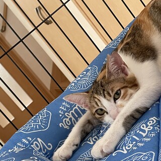 生後約5ヶ月の三毛猫の女の子