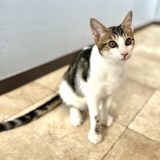 推定2025年5月生まれ ♂ペーコくん♡