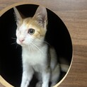 【片目の子猫】茶トラ白ちゃん