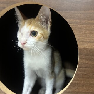 【片目の子猫】茶トラ白ちゃん