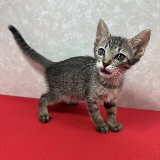 シッポ長！くりくりお目の甘えっ子可愛い❤マンマ