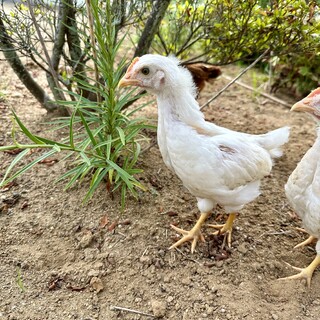 ヒヨコ4羽(生まれて1ヶ月と10日)