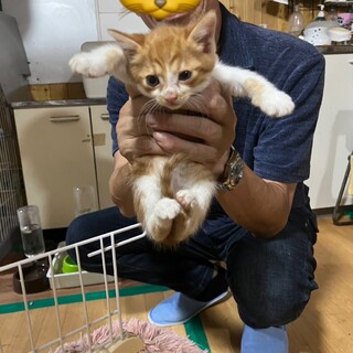 茶白の可愛い子猫♡