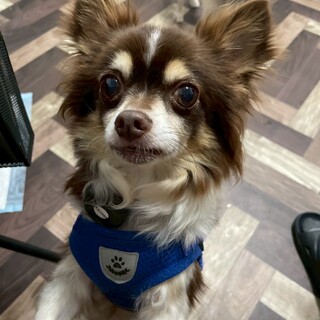 犬歯を削られたチワワのブルー