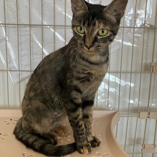 （里親様決定）スリゴロ　穏やかなサビママ　奏