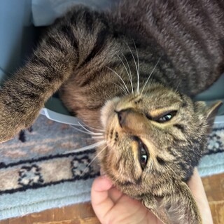 引き取ってくれる方募集してます