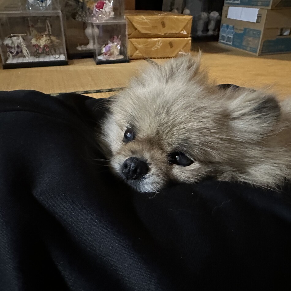 モコのカバー写真