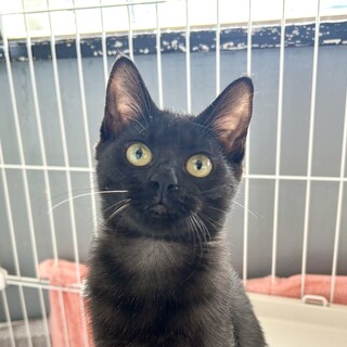 推定2025年5月生　黒♀モモちゃん♡