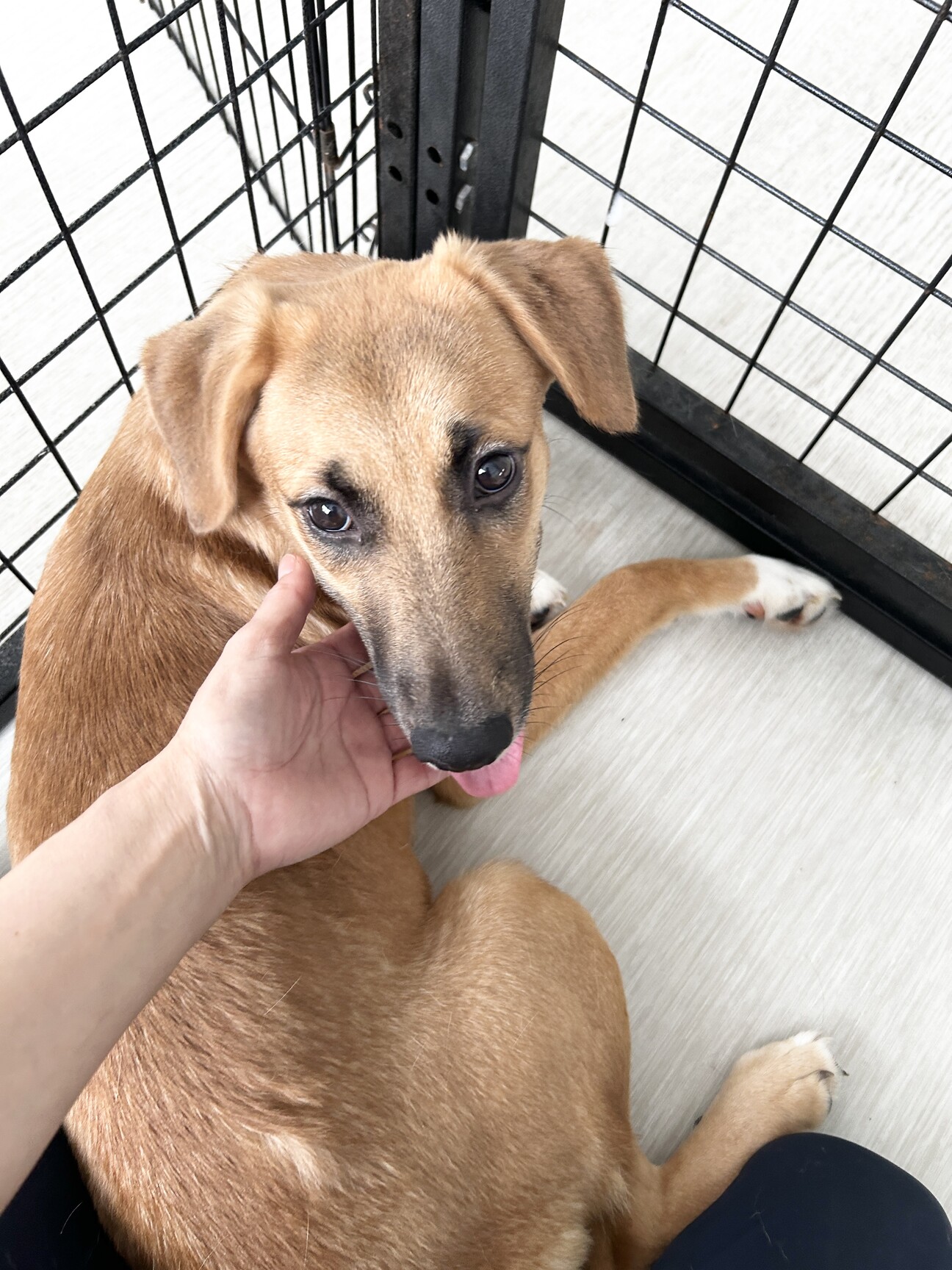 仔犬4きょうだい 土佐犬」愛知県 - 犬の里親募集(514553