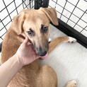仔犬４きょうだい　土佐犬風ミックス犬！