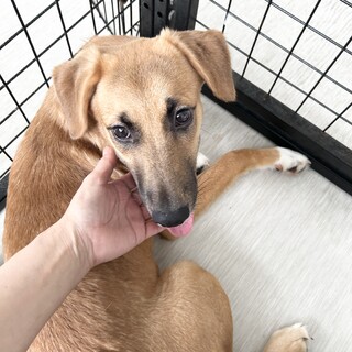 仔犬４きょうだい　土佐犬風ミックス犬！