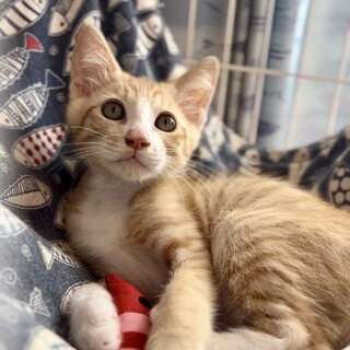 人も猫もだ〜い好き❣️ぼん君