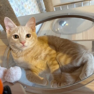 ２匹兄弟❤︎クリーム茶トラ♡みやびくん