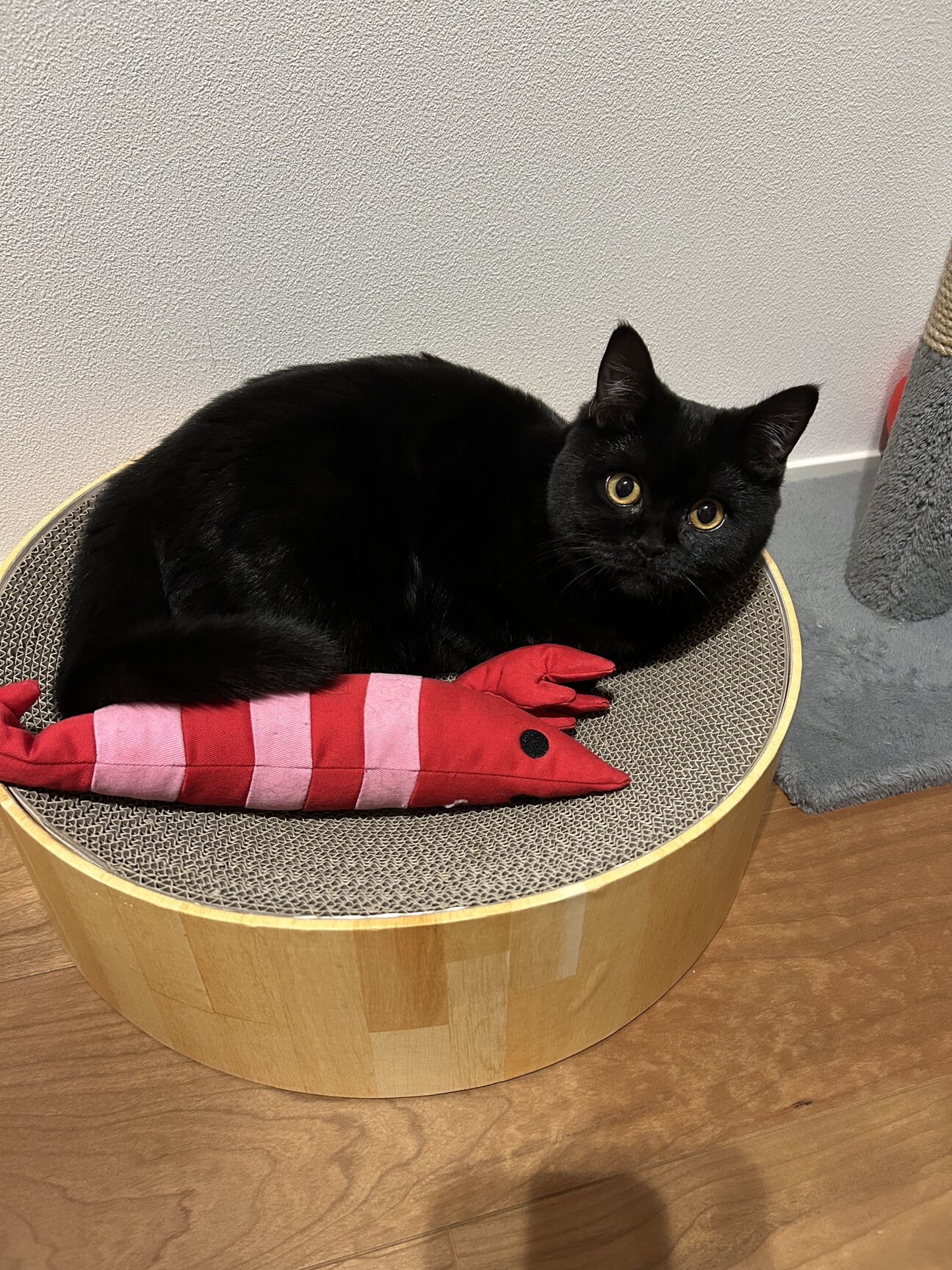 黒猫様 御専用 黒猫様 御専用 SUMMER SALE】黒猫根付 / 根付※専用豪華ボックス
