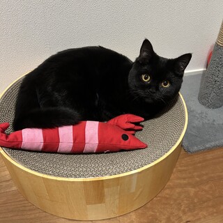 黒猫スコティッシュフォールド女の子