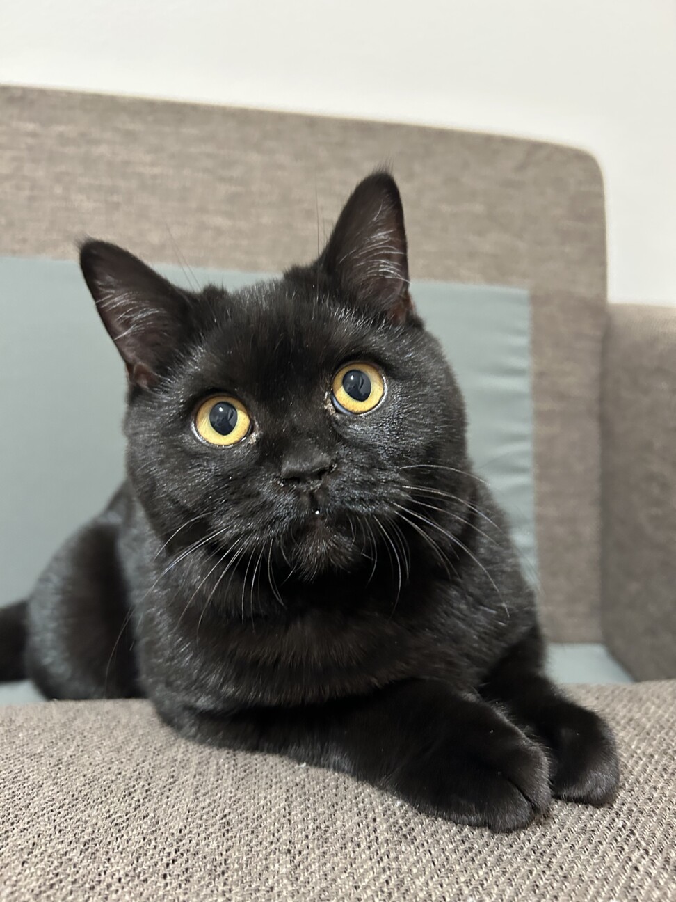 黒猫スコティッシュフォー」宮城県 - 猫の里親募集(525255) 2