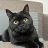 黒猫スコティッシュフォールド女の子 サムネイル2