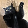 黒猫スコティッシュフォールド女の子 サムネイル3