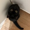黒猫スコティッシュフォールド女の子 サムネイル4