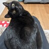 黒猫スコティッシュフォールド女の子 サムネイル5
