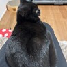 黒猫スコティッシュフォールド女の子 サムネイル6