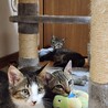 賢くカッコいいリーダー存在の子猫 サムネイル7