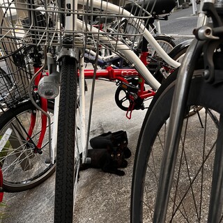 クリクリお目目！仲良し黒猫兄妹！