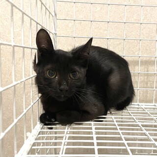 幸せの鍵しっぽ黒猫の女の子