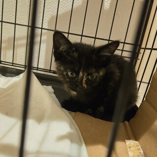 推定7月生まれの元気で懐きやすい黒サビ子猫です。