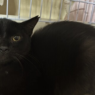 急募❣️黒猫の女の子‼️