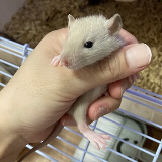 ファンシーラット　ベビー