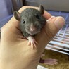 ファンシーラット　ベビー サムネイル2