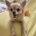 【ミロ】臆病ですがとても甘えん坊です（3歳）