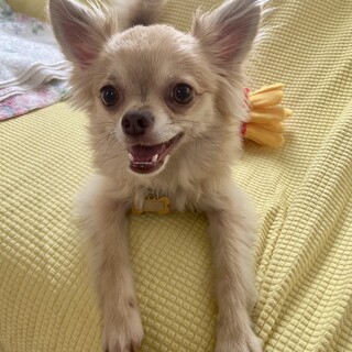 【ミロ】臆病ですがとても甘えん坊です（3歳）