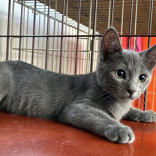 【一旦募集を休止します】グレーくん　4ヶ月の男の子