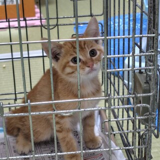 子猫ちゃんの里親募集しています